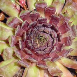 Sempervivum - Dachwurz - Hauswurz